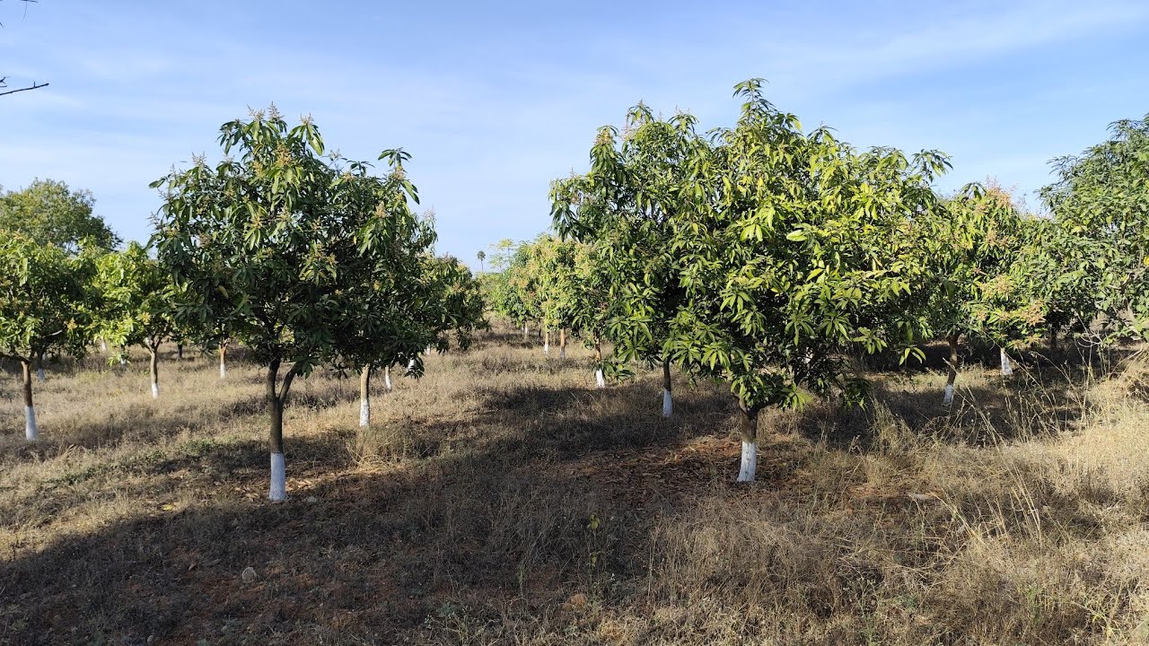 Lemoor : 3.30 Acres mango farm 🥭🥭 for sale in Tukkuguda, Srisailam highway, R1 Zone, 9347642854