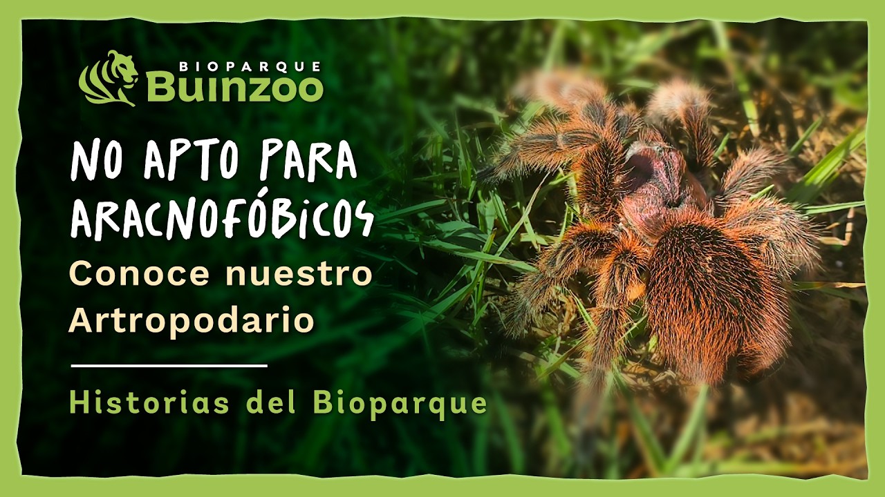 HISTORIAS DE BIOPARQUE - NO APTO PARA ARACNOFÓBICOS