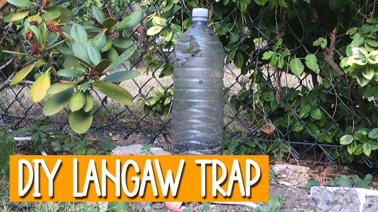 DIY Langaw Trap