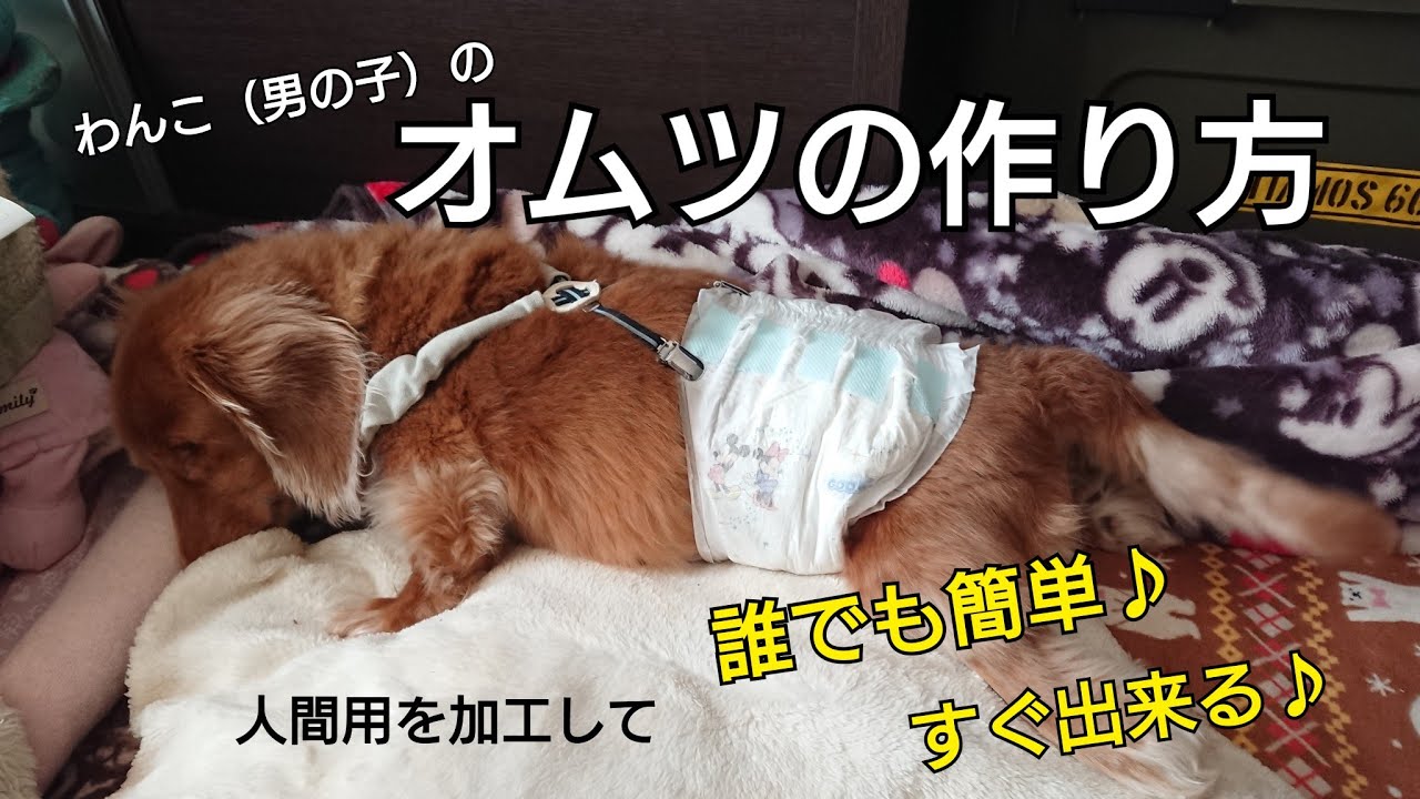 オムツの作り方#人間用オムツを犬用に⋯#おむつの作り方#ミニチュアダックスフンド #多頭飼い ＃椎間板ヘルニア#犬用車椅子#海斗 #可愛い #愛犬 #犬のいる生活 #ペット介護