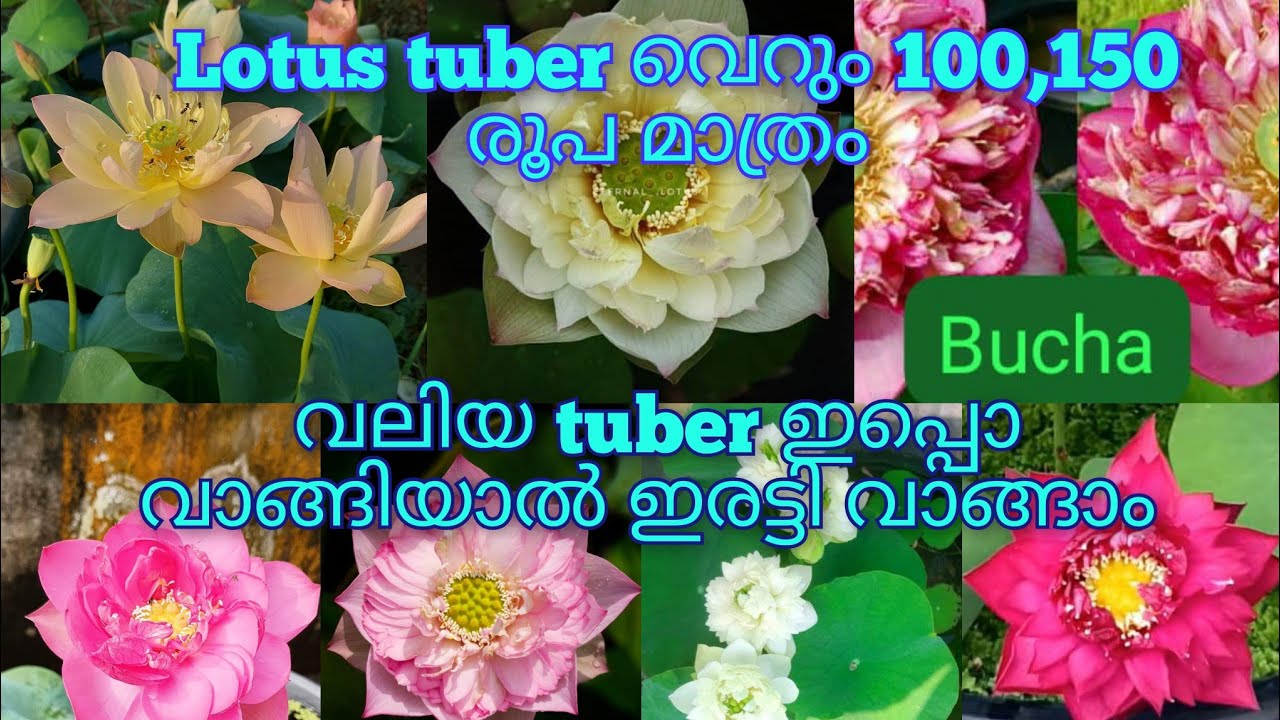 Lotus tuber വെറും 100,150 രൂപ മാത്രം വേഗം വന്നോളൂ.   