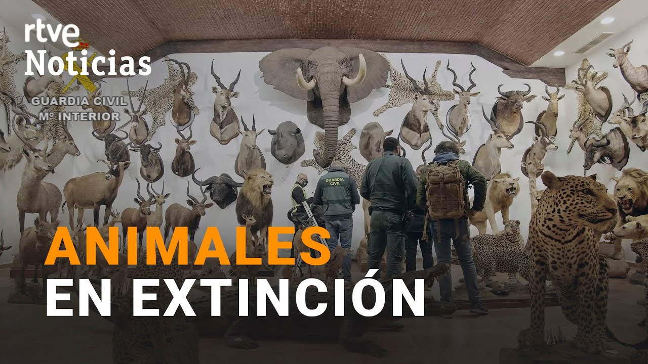 La GUARDIA CIVIL interviene MÁS de MIL ANIMALES DISECADOS para el CONTRABANDO, en VALENCIA | RTVE