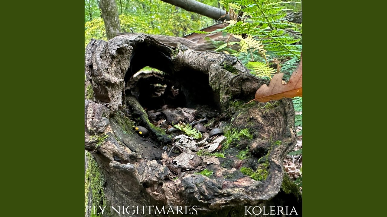 Koleria