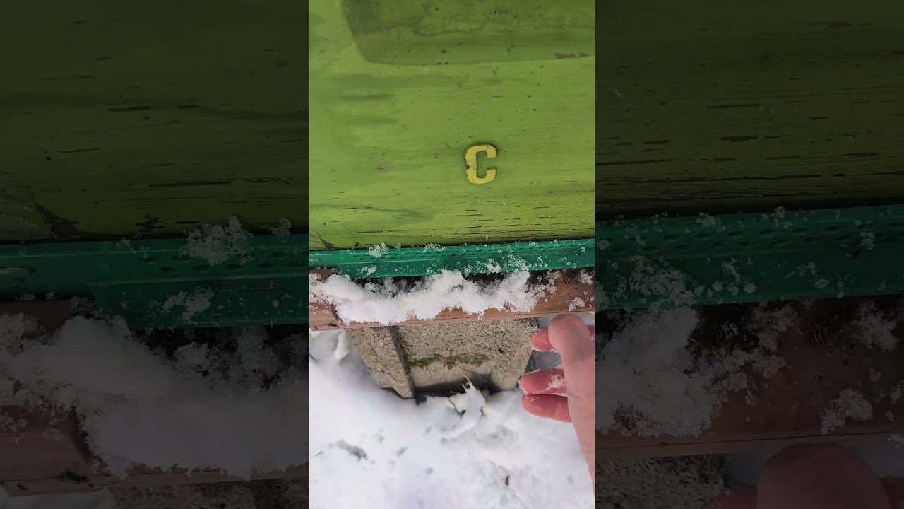 Pensez à déneiger l'entrée des ruches 🥶🌨️