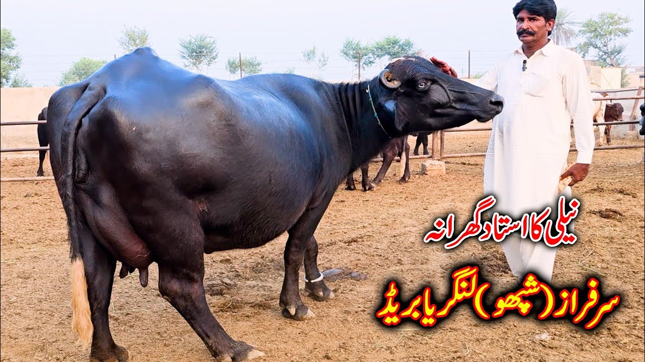 Langrya breed pure nili | Sarfraz langrya breed pure nili | buffaloes farming | buffalo | nili