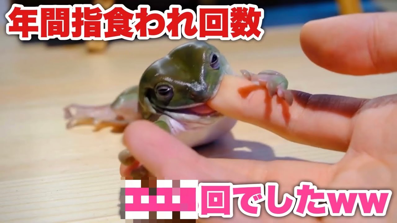 【消化】1年間で何回カエル達に食われたか数えてみた結果…