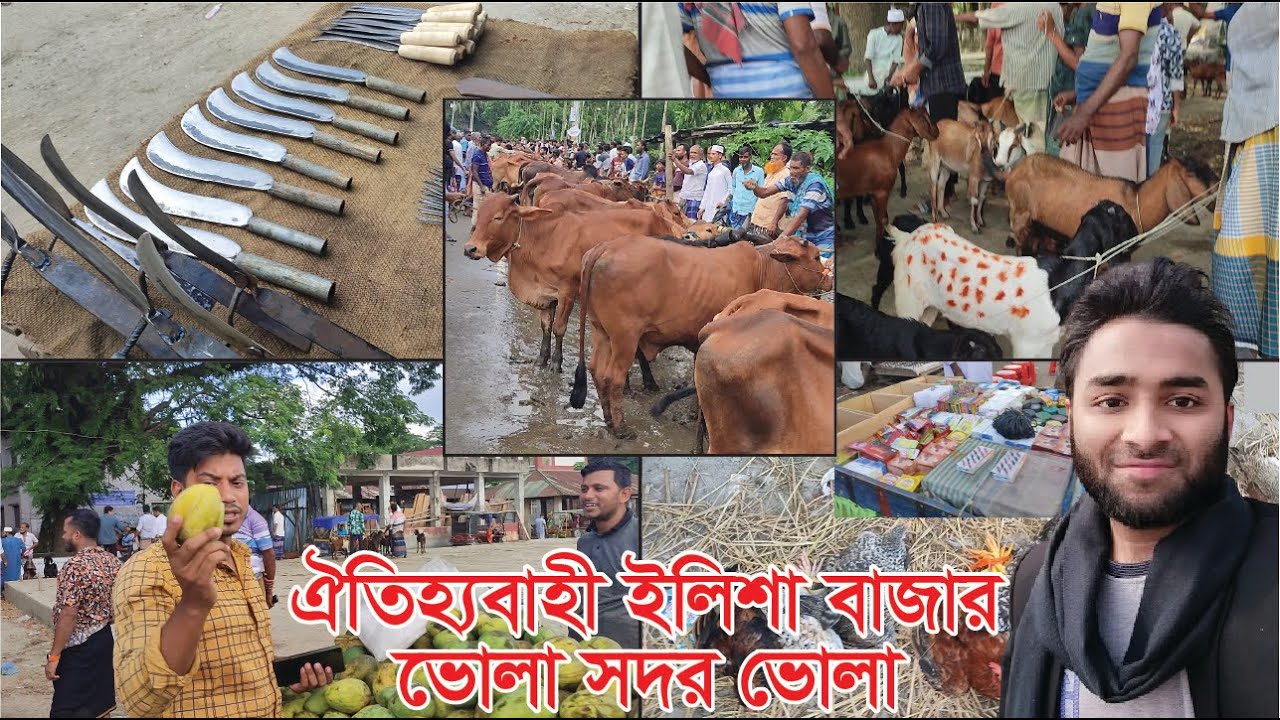 ঐতিহ্যবাহী ইলিশা বাজার, ভোলা। ভোলা সদরের ইলিশা বাজার। গরু ছাগলের বিশাল হাট।