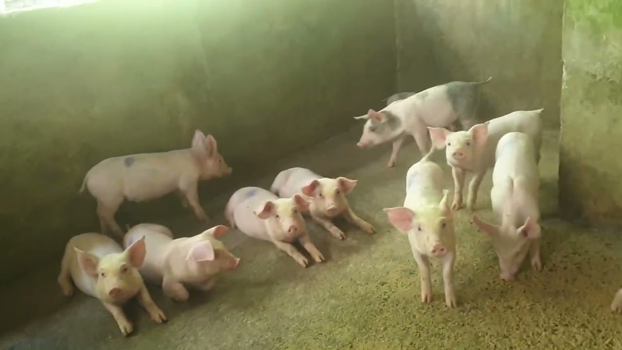 Nag bonding kami sa aking mga pamilya kasi na mimis na namin ang pag lamaw nang buko.
