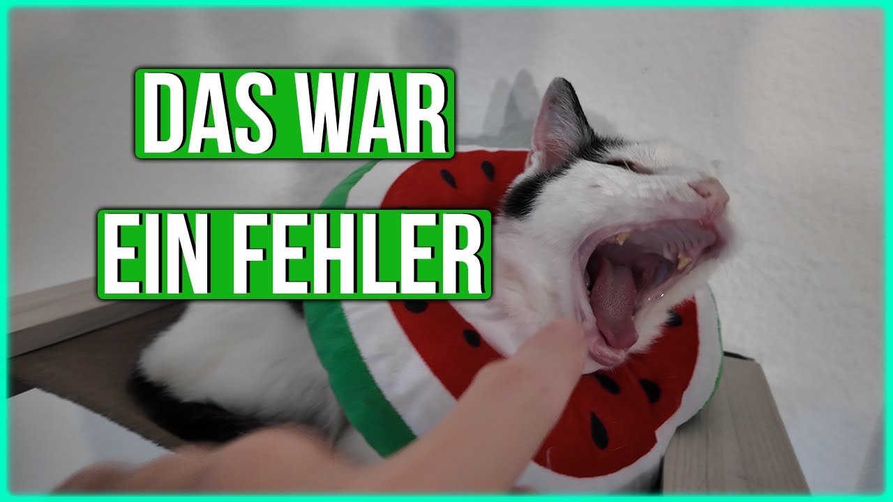 🚨 Update zu Lillys Gesundheitszustand! 🐾 | Schilddrüsenüberfunktion, Juckreiz & Spezialfutter