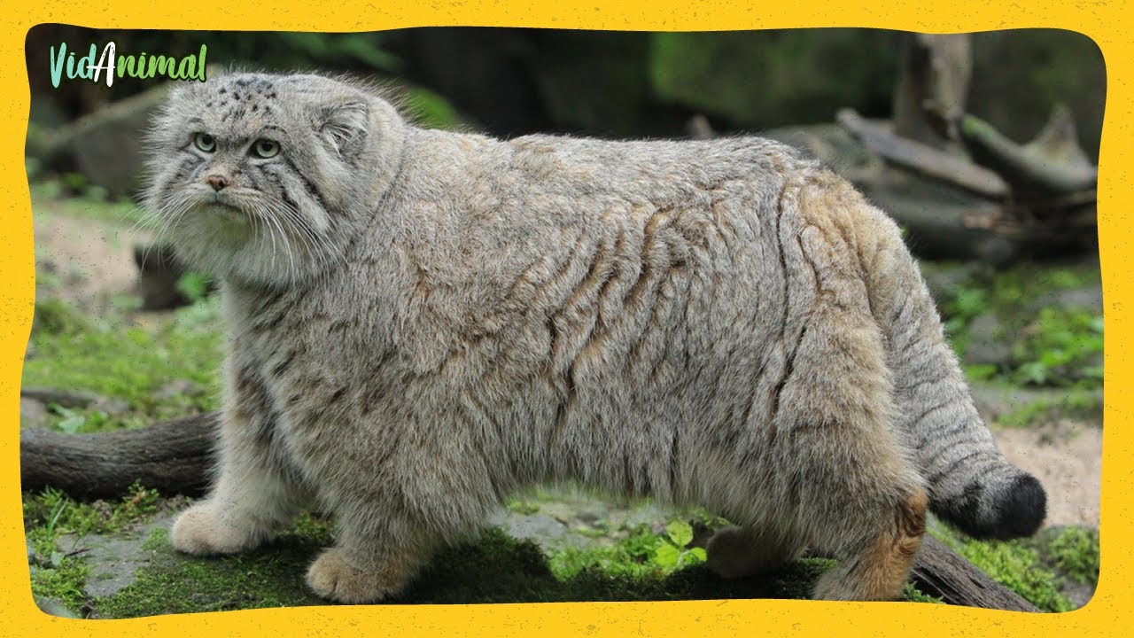 EL GATO MANUL: El felino mas fascinante y misterioso