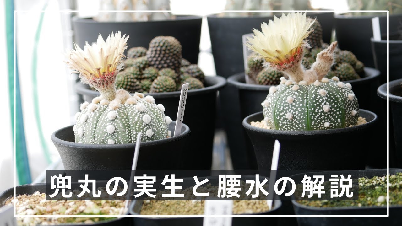 兜丸の実生と腰水の解説 | 多肉植物 サボテン 腰水