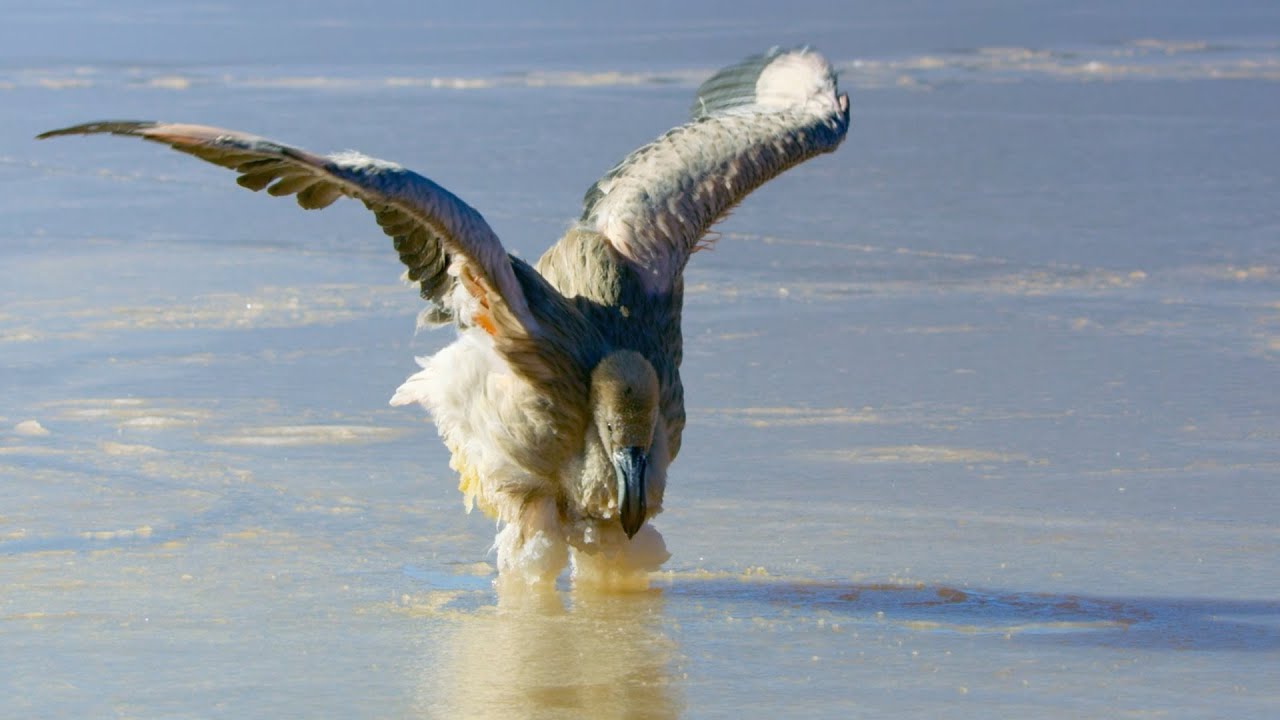 Flamingo Chicks Trapped in Frozen Lake | Eden: Untamed Planet | BBC Earth
