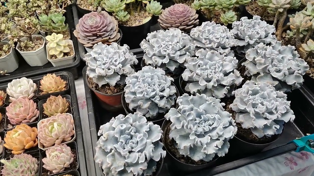 งานบ้านและสวนแฟร์ ไบเทคบางนา 23-31 มีนาคม