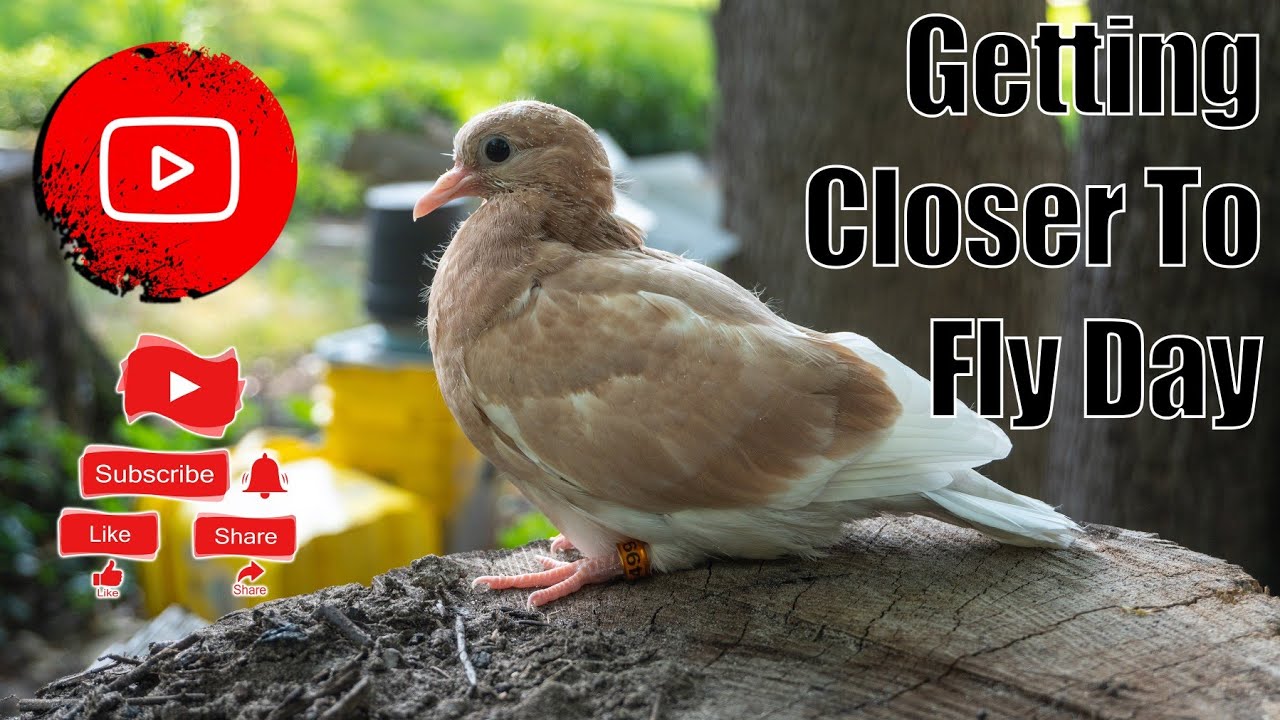 День приближения к полету (бирмингемские голуби-роллеры)