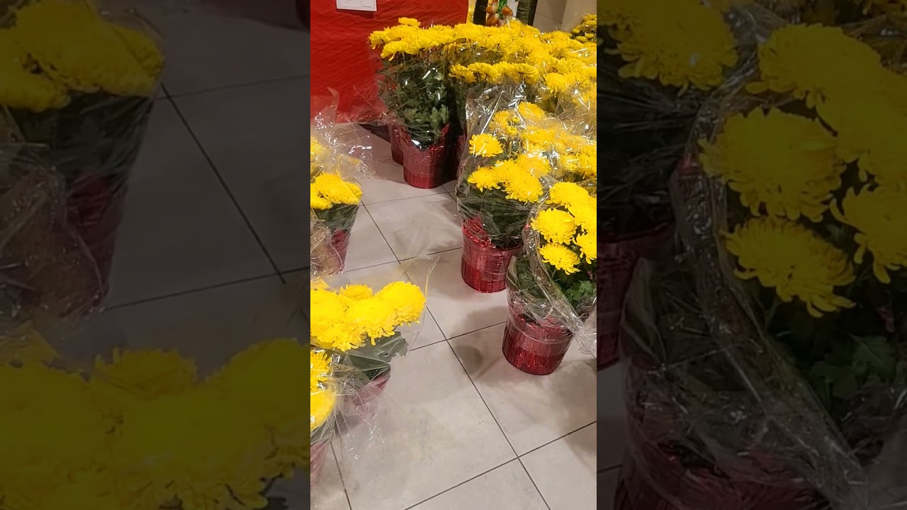 Đi chợ tết đon  ngọ 2026