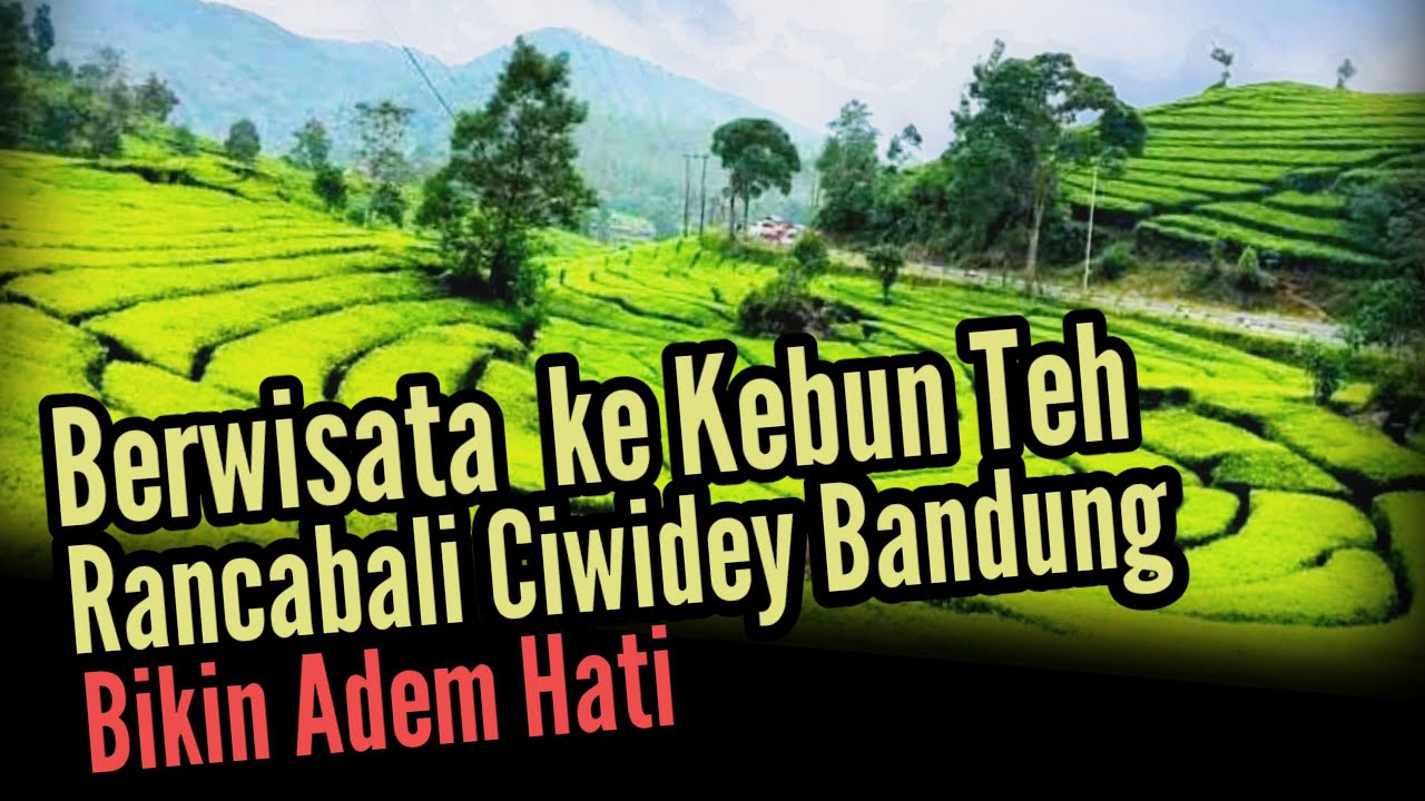 WISATA KEBUN TEH RANCABALI CIWIDEY BANDUNG YANG SUNGGUH  MEMPESONA || Bikin Adem Hati