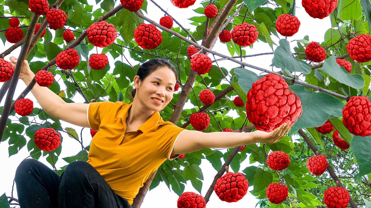 Harvesting Giant Red Custard Apple Fruits to market sell - Growing more fruit trees | Daily Life
