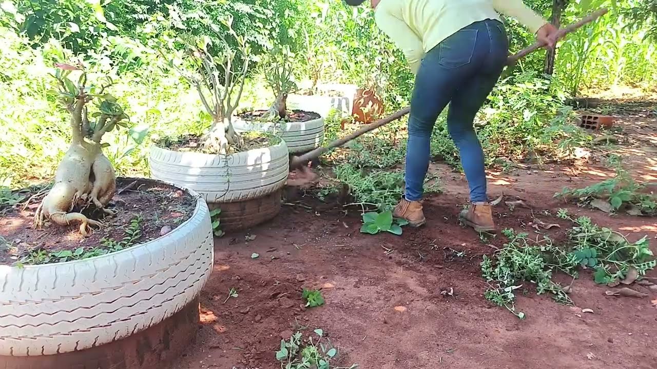 Уборка двора и обновление многопривитой пустынной розы.