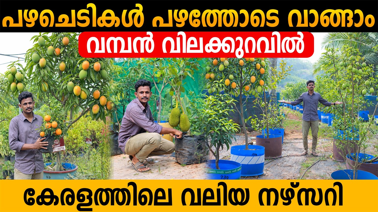 പഴച്ചെടികൾ പഴത്തോടെ വമ്പൻ വിലക്കുറവിൽ | കേരളത്തിലെ വലിയ നഴ്സറി