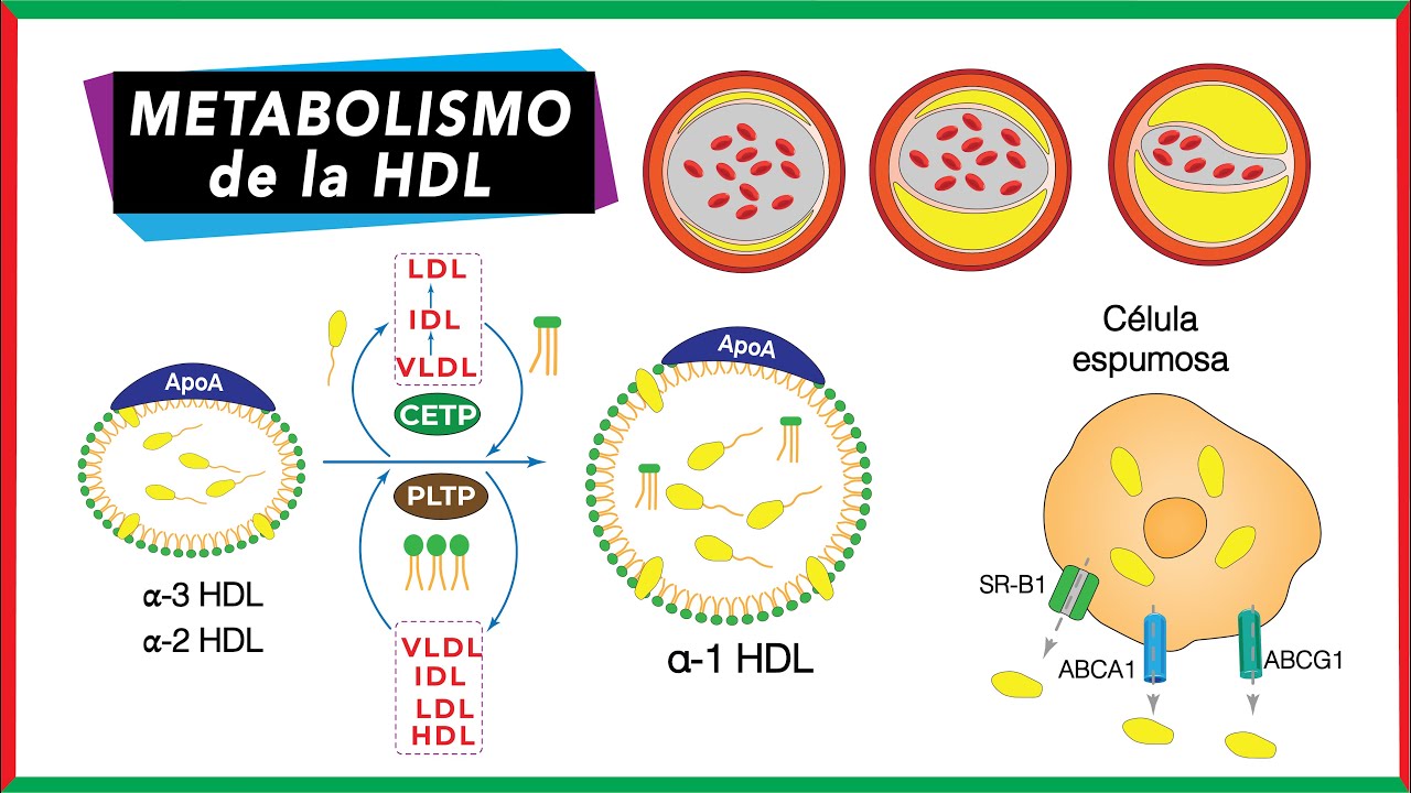 Metabolismo de HDL | Transporte Reverso del Colesterol
