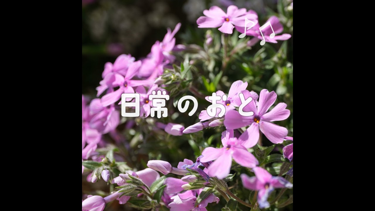 声日記｜芝桜が枯れてきた｜復活できるかな？｜20250421