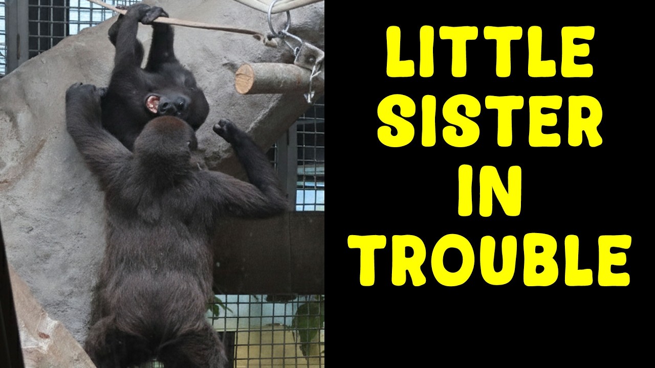 Gorilla Brother Knocks His Baby Sister Out of a Tree & More Chaos!