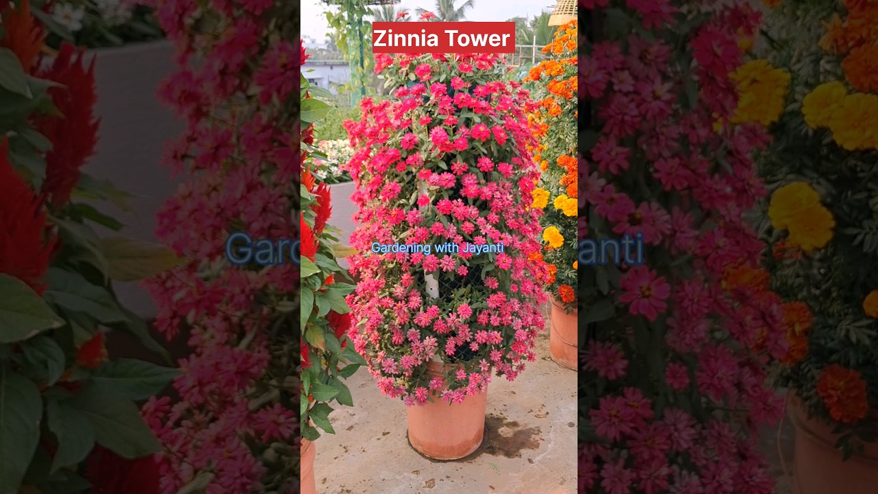 Flower Tower | Zinnia Tower | Garden decoration idea #shorts #viral #youtubeshorts