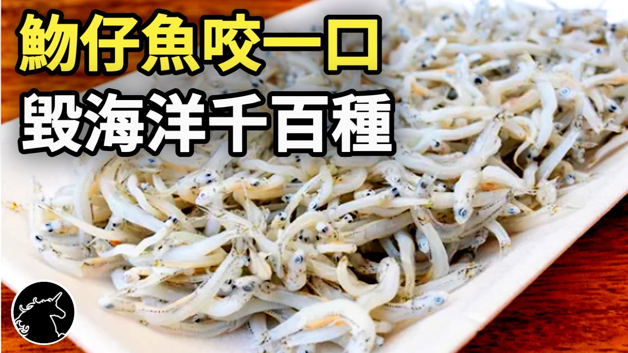 再也不吃吻仔魚了! 魩仔魚到底是什麼魚? 為什麼說吃了傷天害理? 你一口究竟吃下多少海洋的未來希望? 魚類 海產 海鮮 漁業 美食 料理