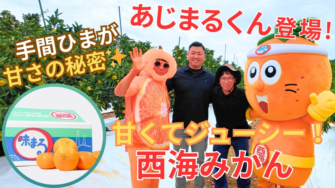 🍊長崎・西海みかん│あじまるくんと魅力をお届け✨