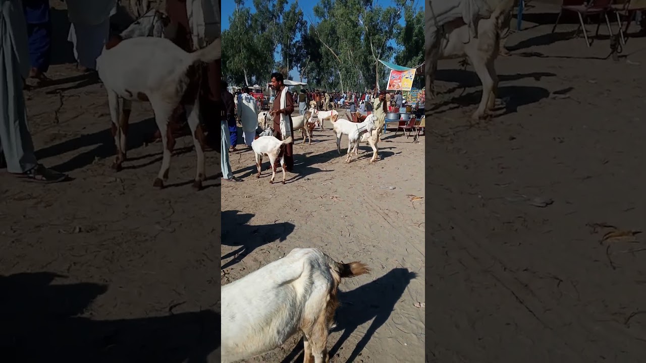 New video Mandi ki aaj aapko dikha rahe hain #pehleaapchannelcheckkaro