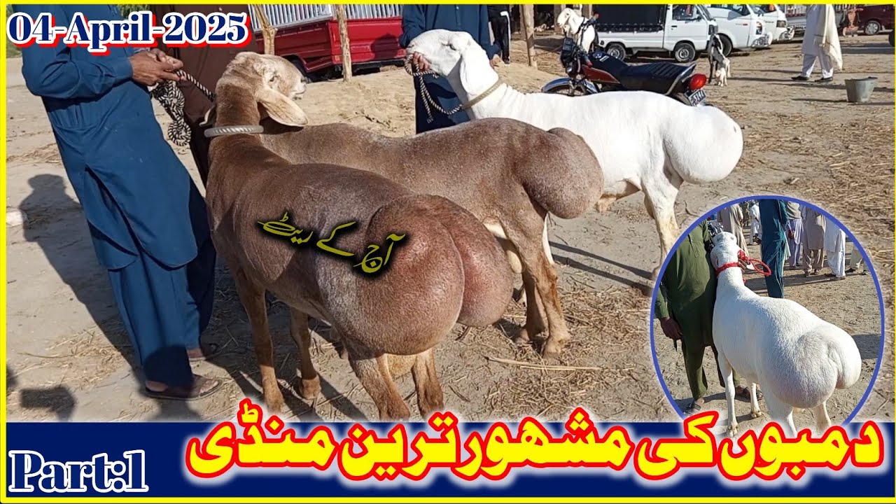 Talagang Dumba Mandi Latest Update 04-April-2025 Part:1 //Season2025 Wly Dumby #dumba #talagangmandi