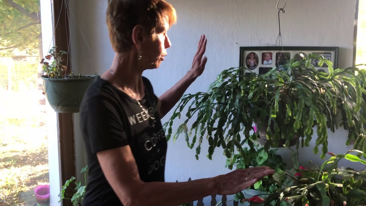 CHRISTMAS CACTUS or THANKSGIVING CACTUS?  How to tell the difference, CARE for and PROPAGATE both.