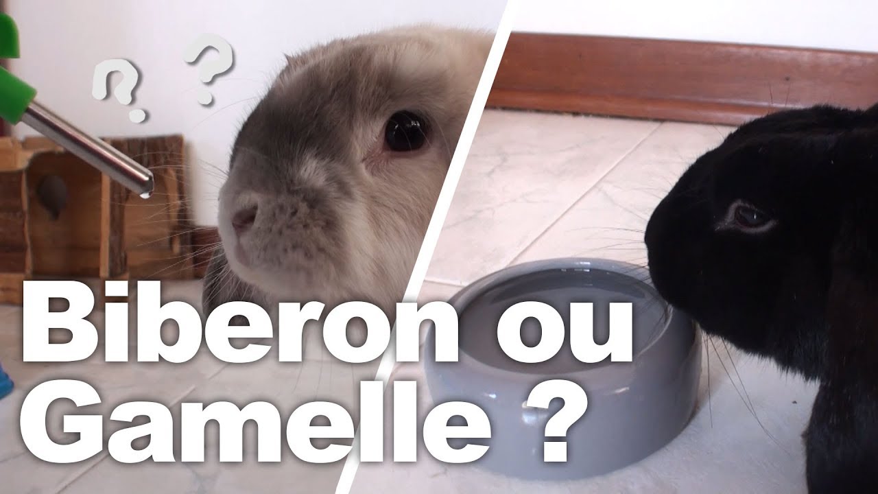Biberon ou gamelle pour mon lapin ?