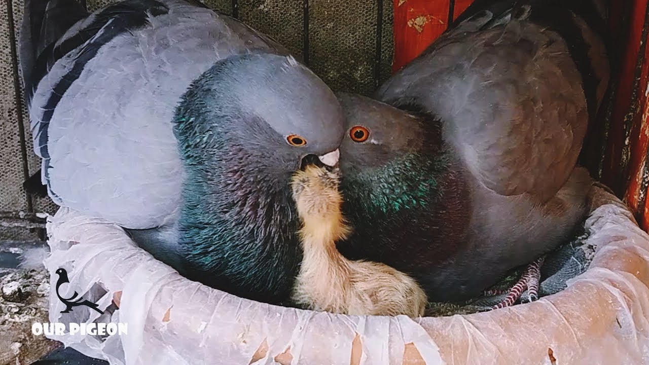 How Pigeons Feed A Newborn Pigeon | Feed a baby pigeon | Pigeon Feeding Babies | Latest Pigeon Video