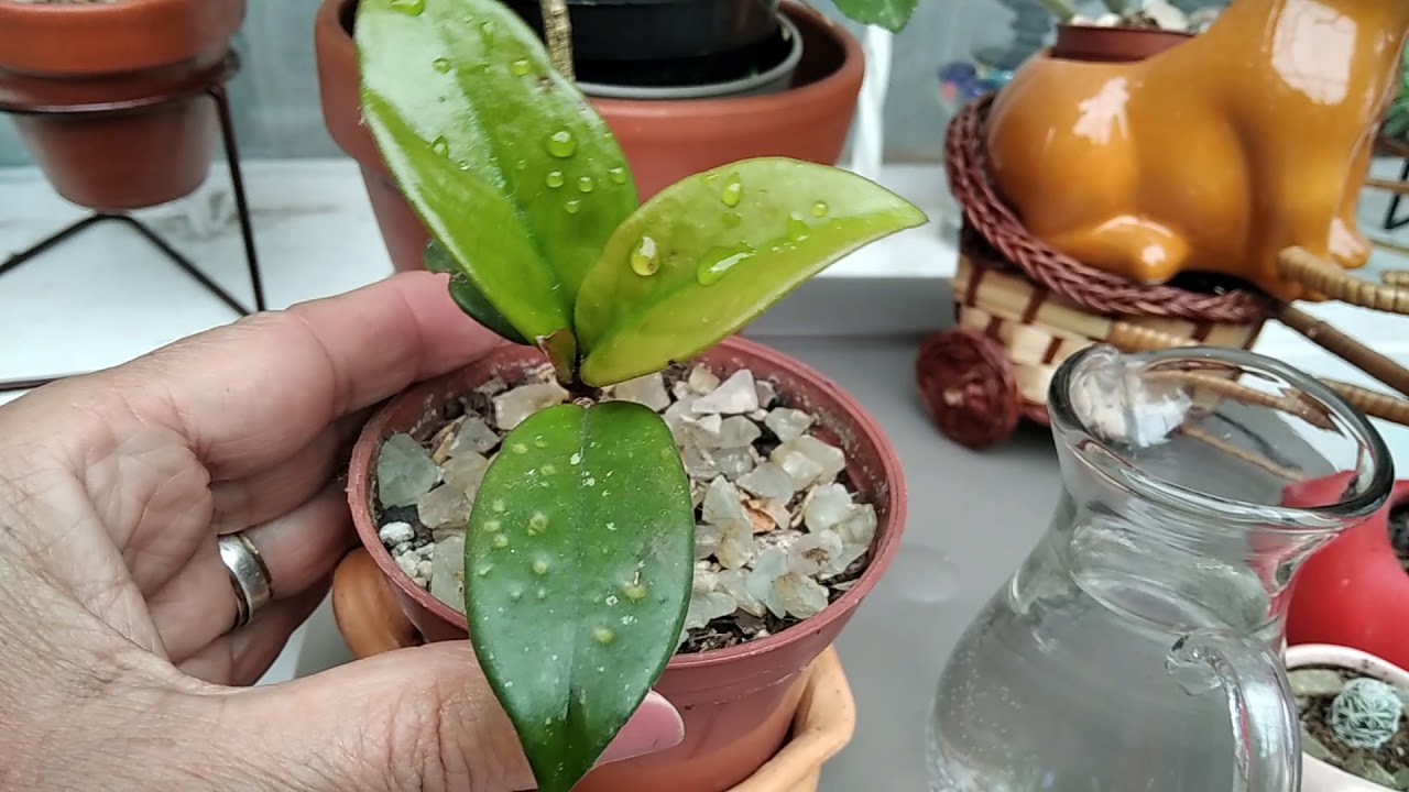 Mí Hoya Carnosa,(flor de cera) volvió a florecer!!!,sus cuidados....