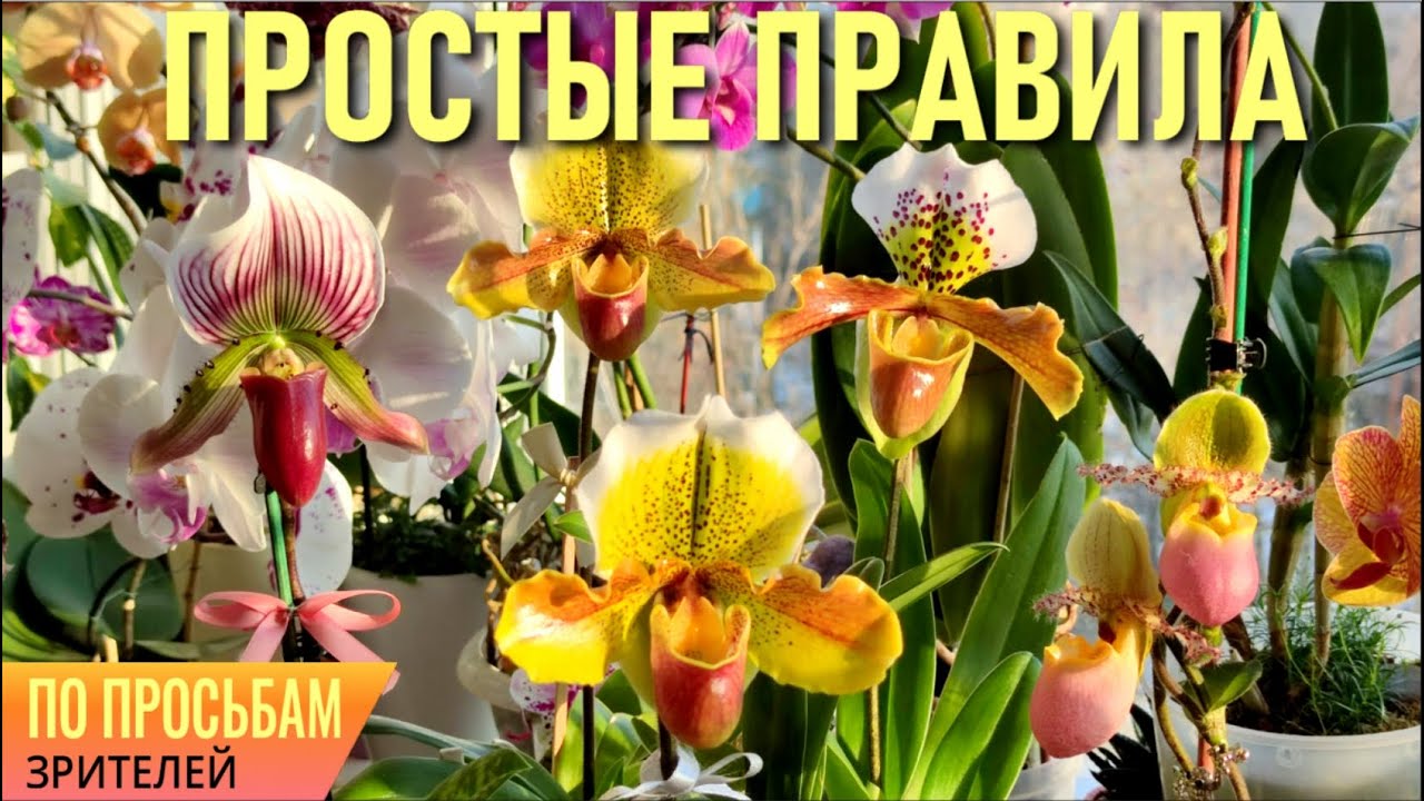 ПАФИОПЕДИЛУМ/ВЕНЕРИН БАШМАЧОК! PAPHIOPEDILUM! СОБЛЮДАЙТЕ ЭТИ НЕХИТРЫЕ ПРАВИЛА: УХОД, СУБСТРАТ, ПОЛИВ