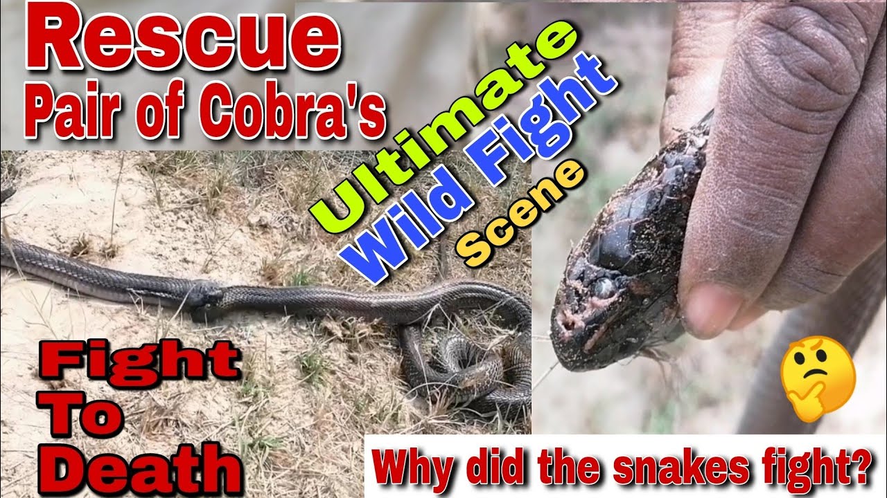 Best Of Snake Fight Scene | Skill Catch Poisonous Snakes Of Professional Hunters | World Wild Talent