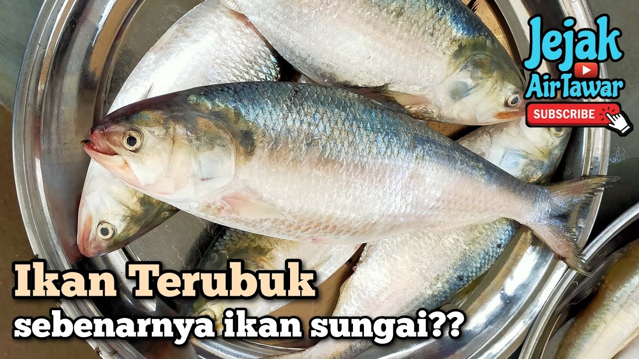 Spesies ikan Terubuk di Malaysia