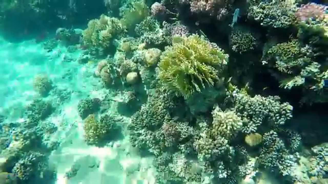 Prima Life Makadi Resort & SPA(coral reef)