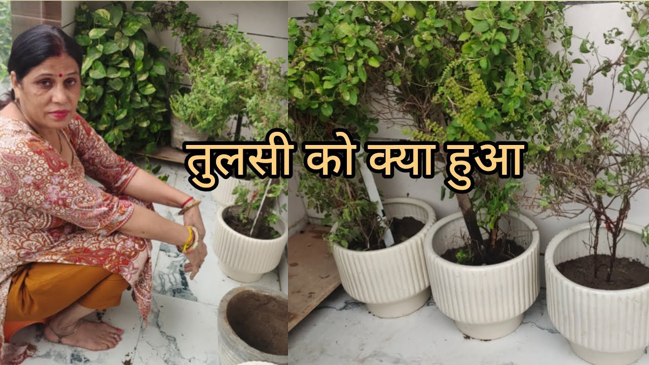 तुलसी का पोट बदले 🪴 बेगन भरता रेसिपी 🥘 आज तो‌ कालिन‌ साफ करने हुई हालत खराब Lalitasakhivlogs 