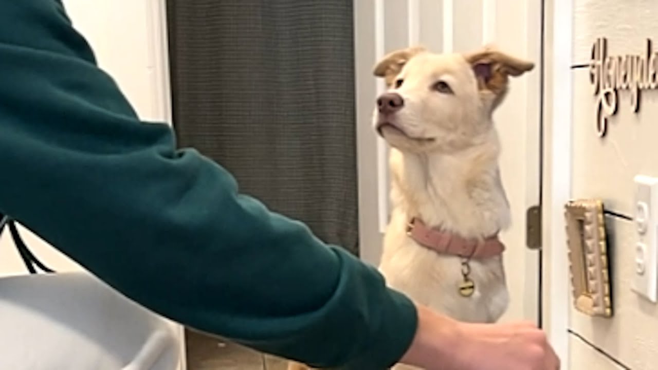 Grateful rescue dog kisses mom before every meal
