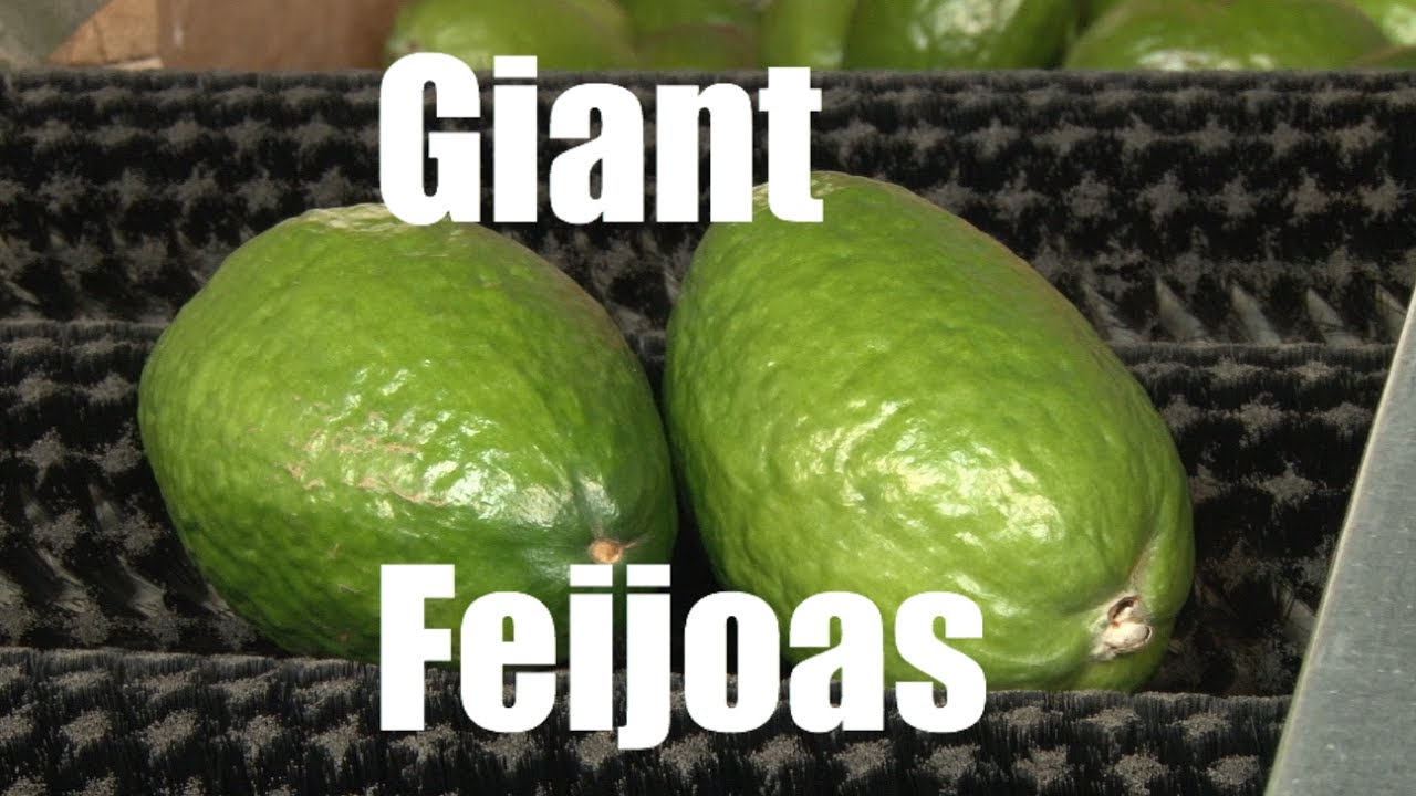 Giant Feijoas found in Gisborne