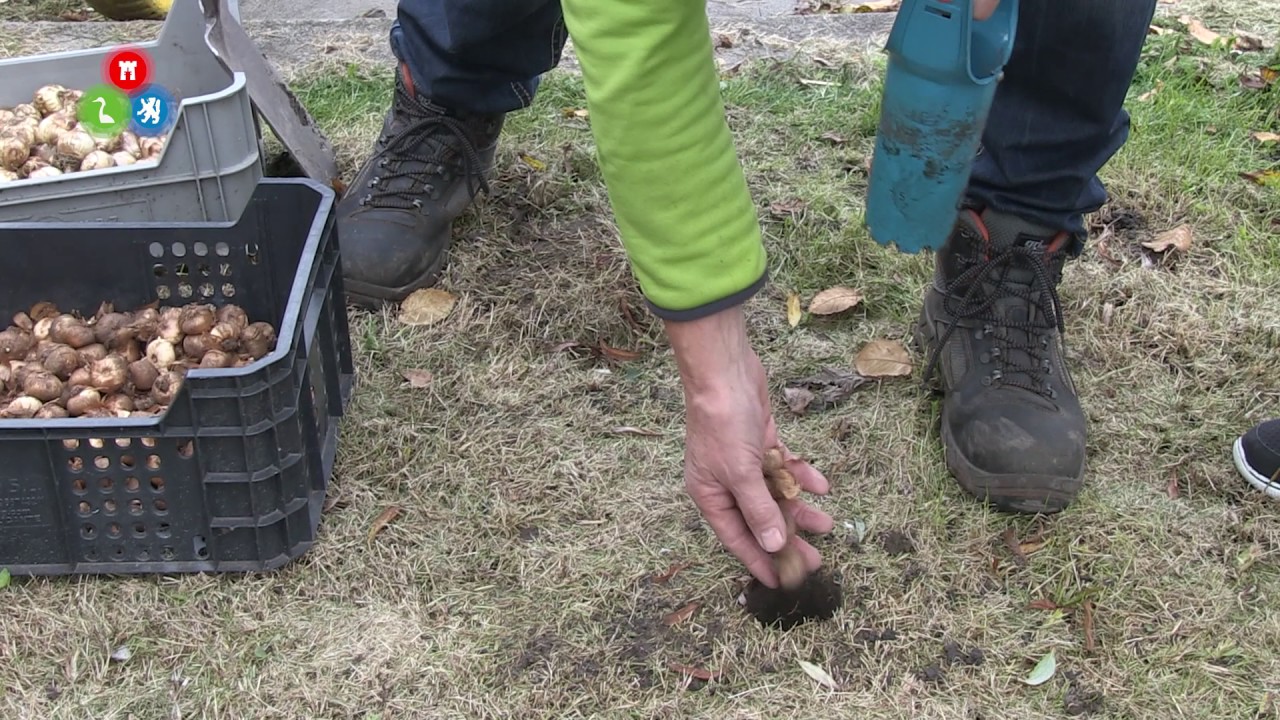 Leerlingen Clusius College planten 5000 bollen
