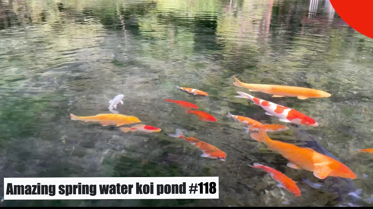 Amazing spring water koi pond(Izuruhara benten pond, Sano, Tochigi)