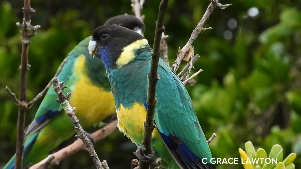 Port Lincoln Ringneck