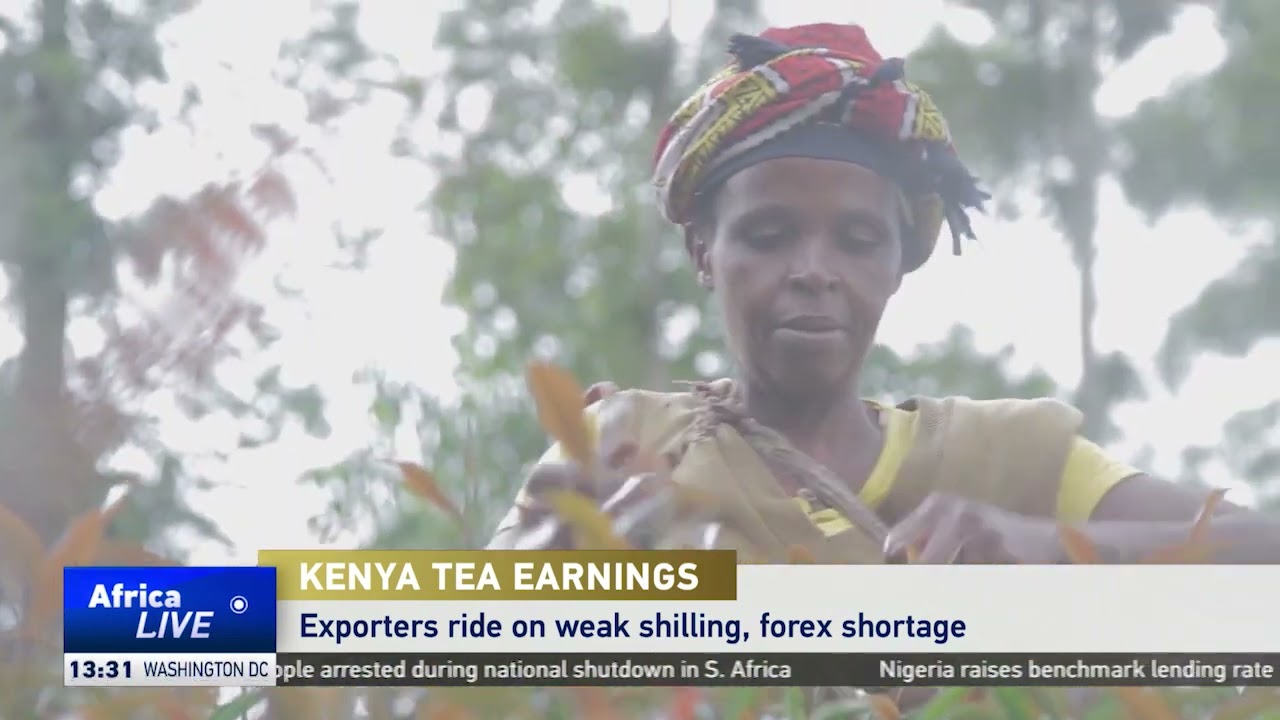 Kenya&rsquo;s tea exporters rake in $1.32 billion in earnings