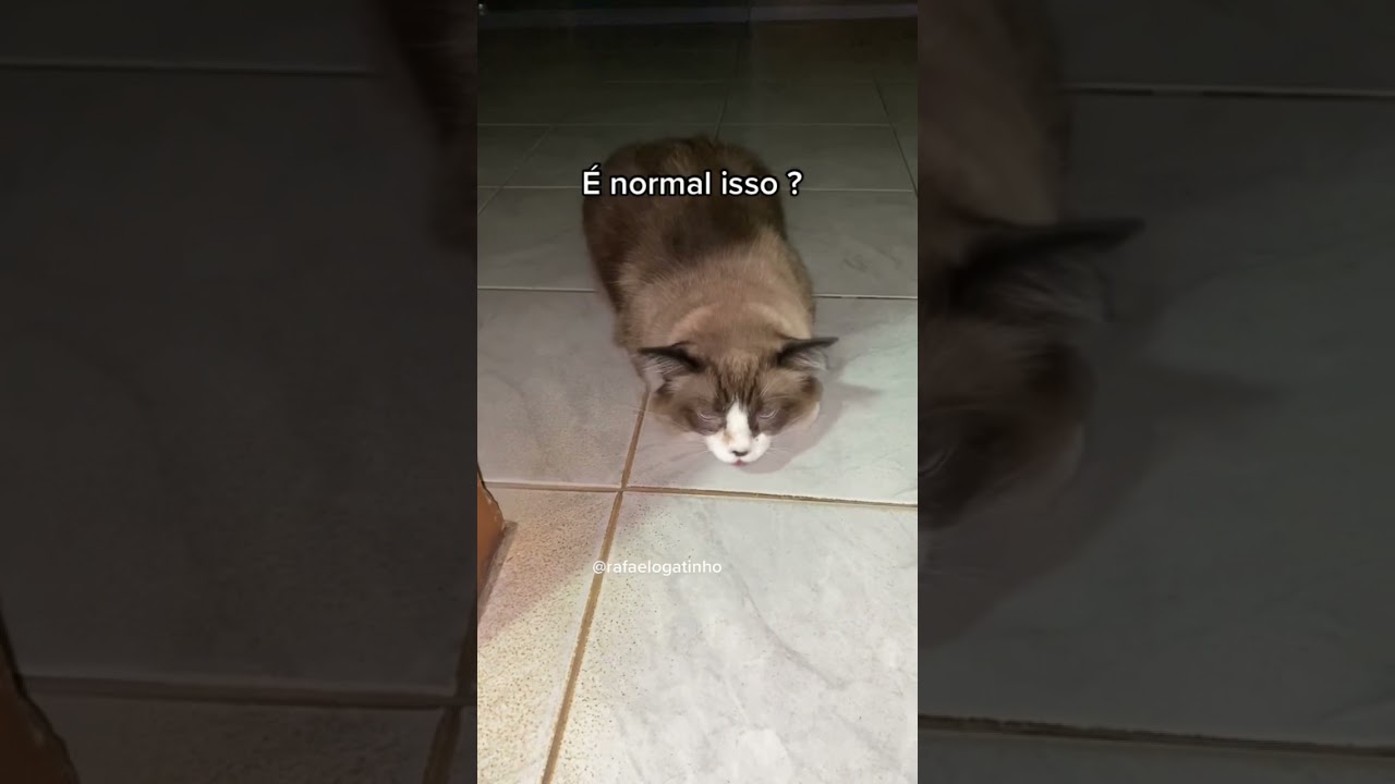 Gato com tosse