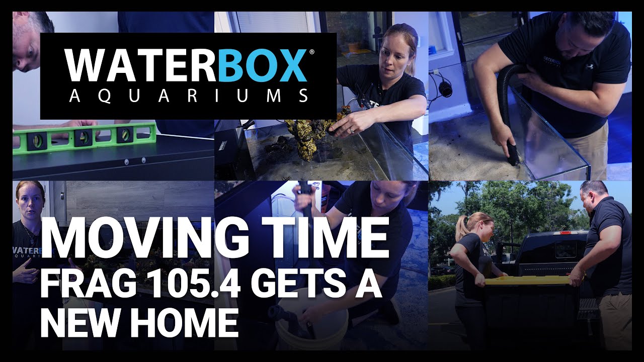 How to Move an Existing Reef Aquarium