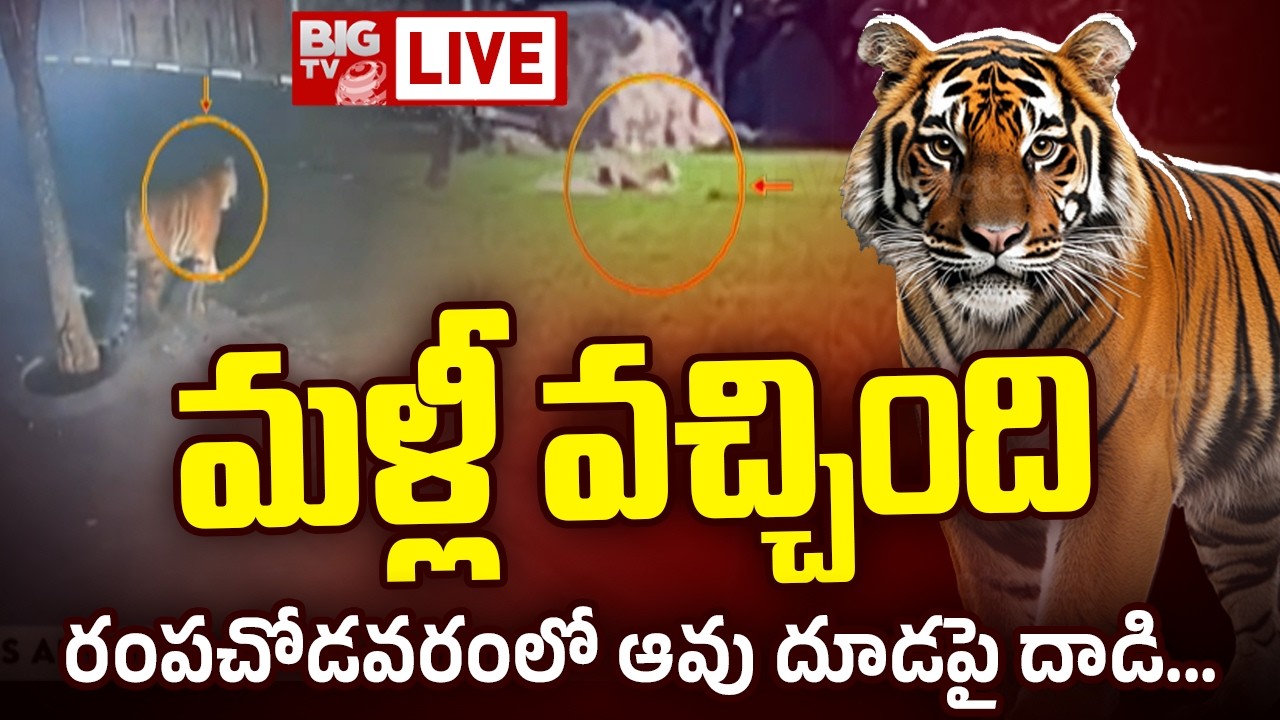 మళ్లీ వచ్చింది.. రంపచోడవరంలో ఆవు దూడపై దాడి.. LIVE | Tiger Attacks Little Cow | Rampachodavaram