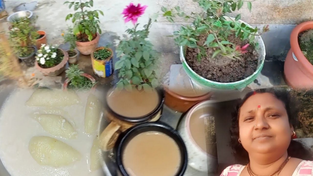 অন্যদের ভালো লাগার মাঝে নিজের ও পছন্দের গুরুত্ব দেওয়া উচিত 😍 আবার নতুন করে ফুটবে ছাদ বাগানে 🌼💮